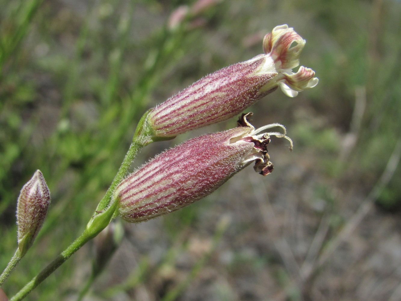 Image of Silene linearifolia specimen.