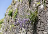 genus Campanula. Цветущее растение. Абхазия, окр. г. Новый Афон, вершина Иверской горы, подпорная крепостная стена. 12.05.2021.