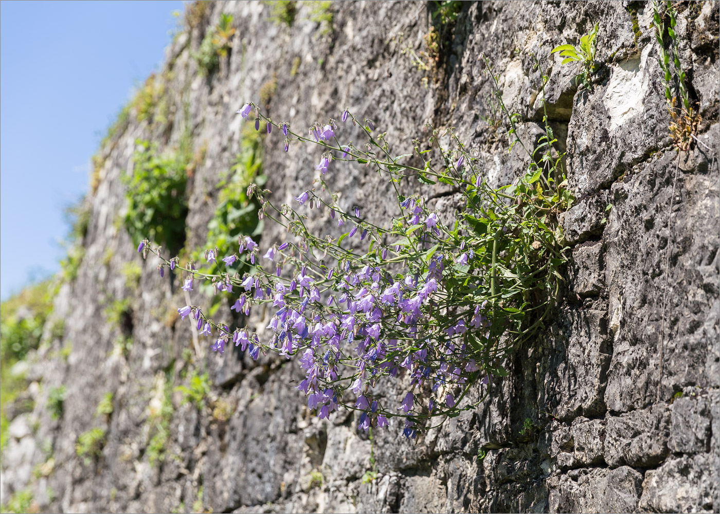 Image of genus Campanula specimen.