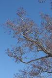 Alnus glutinosa
