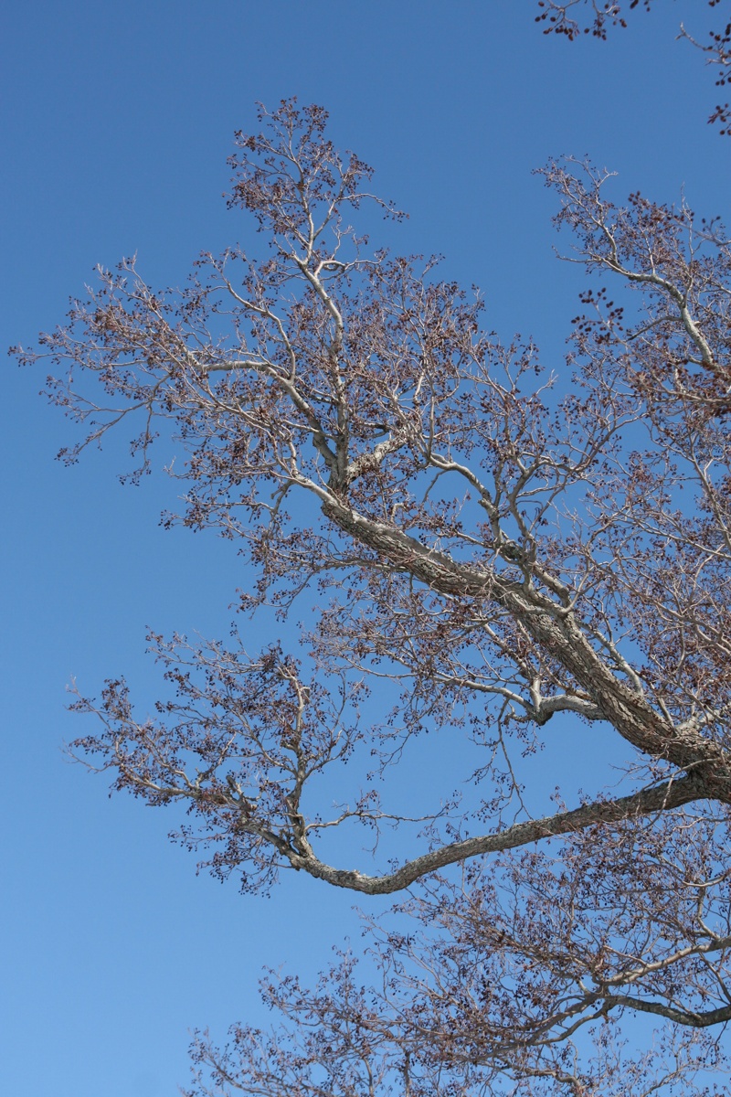 Изображение особи Alnus glutinosa.