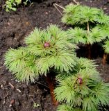 Paeonia tenuifolia