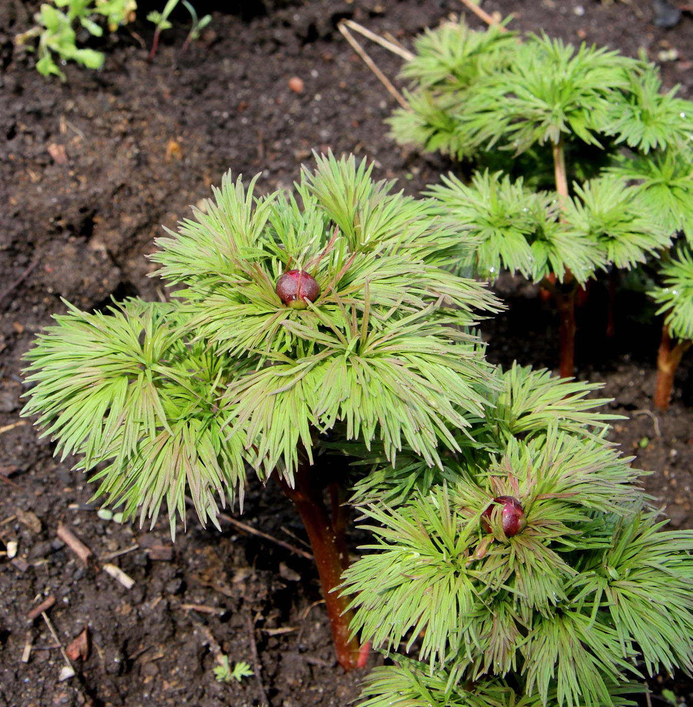 Изображение особи Paeonia tenuifolia.