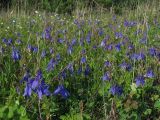 Aquilegia sibirica. Заросли цветущих растений. Красноярский край, Новоселовский р-н, окр. спортивно-оздоровительного лагеря \"Политехник\" Сибирского федерального университета, берег Убейского залива Красноярского водохранилища, вершина сопки, разнотравный луг. 05.06.2022.