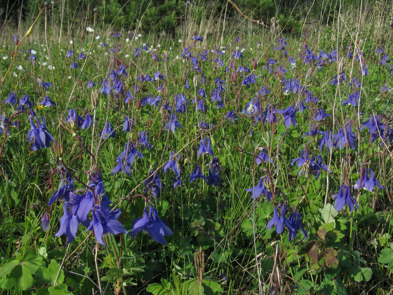 Image of Aquilegia sibirica specimen.