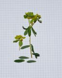 Euphorbia hierosolymitana