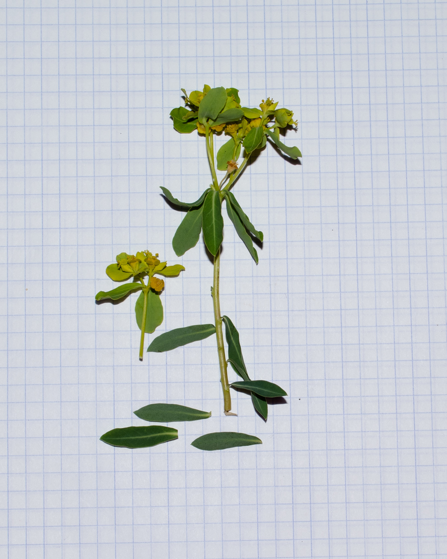 Image of Euphorbia hierosolymitana specimen.