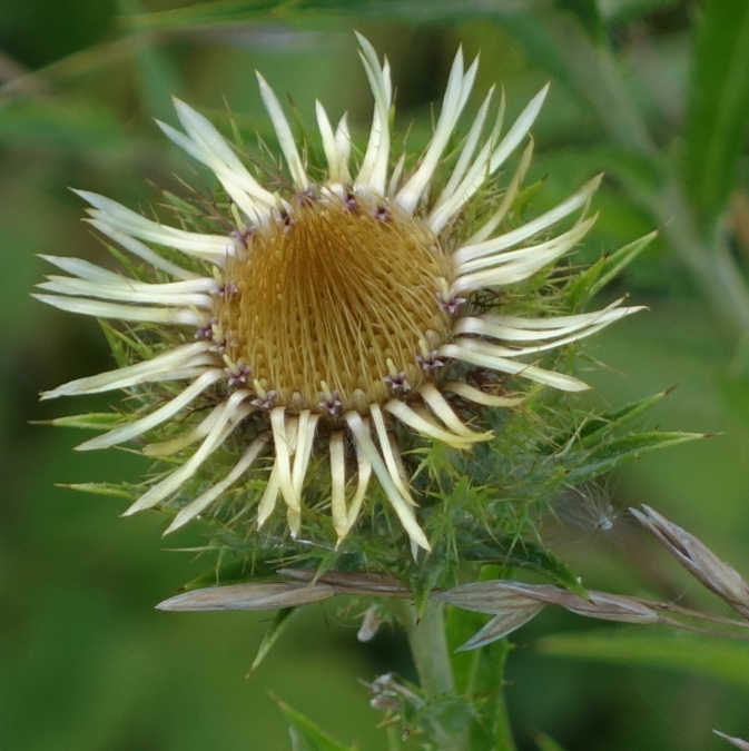 Изображение особи Carlina vulgaris.