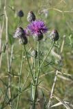 Centaurea apiculata