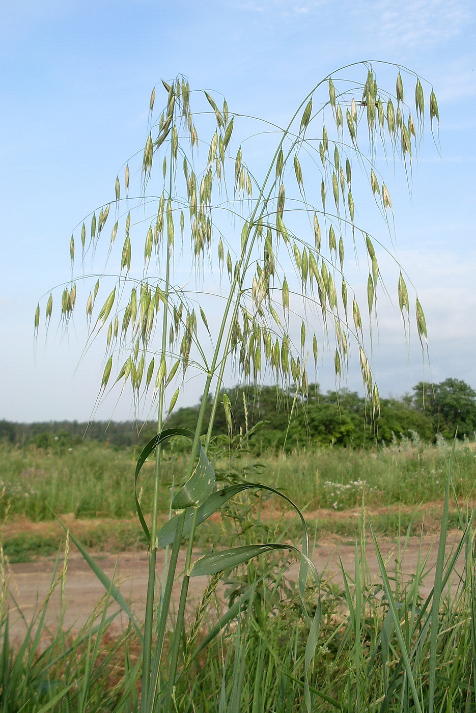 Image of Avena persica specimen.