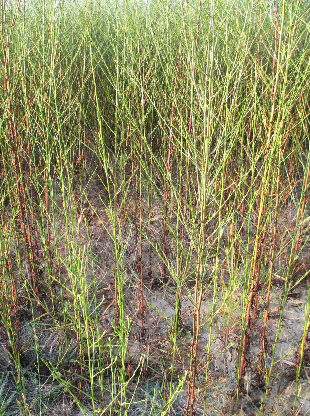 Image of Symphyotrichum subulatum var. squamatum specimen.