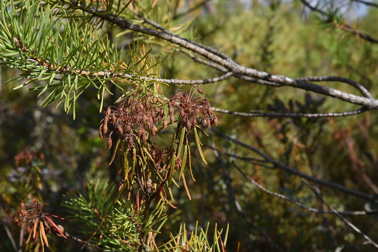 Image of Ledum palustre specimen.