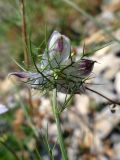 Nigella elata. Верхушка побега с цветком (вид со стороны чашелистиков). Крым, окр. пос. Краснокаменка, подножие скалы Красный Камень, каменистая осыпь. 14.07.2021.