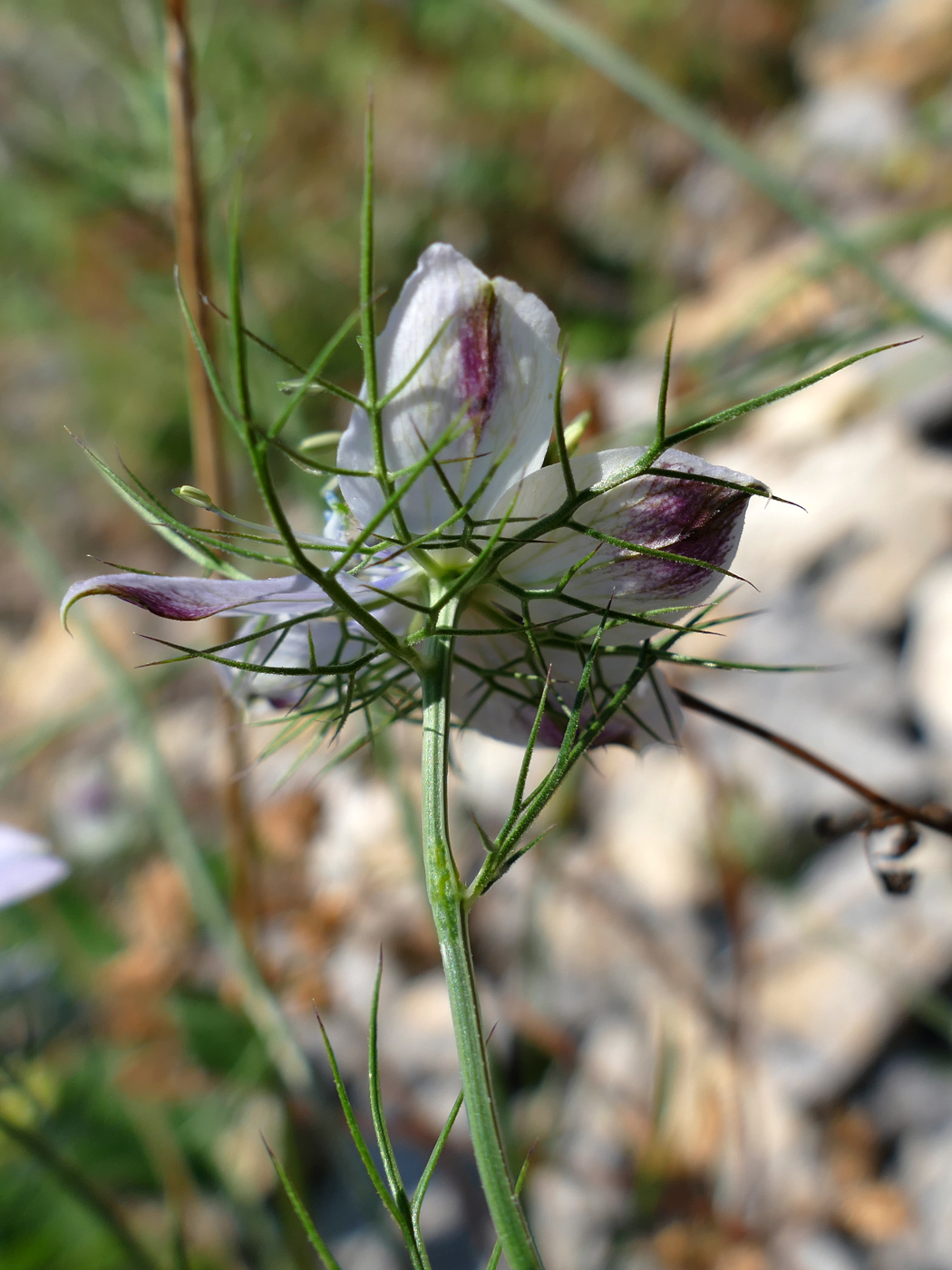 Изображение особи Nigella elata.