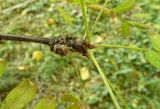 Caragana arborescens. Верхушка побега с почками и черешками листьев. Московская обл., ГО Подольск, озеленение во дворе многоэтажного дома. 30.09.2022.