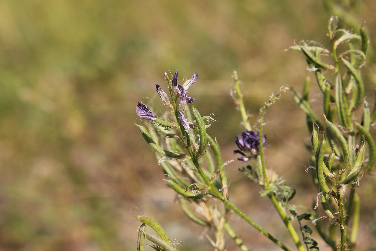 Изображение особи Astragalus davuricus.