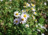 Aster ageratoides