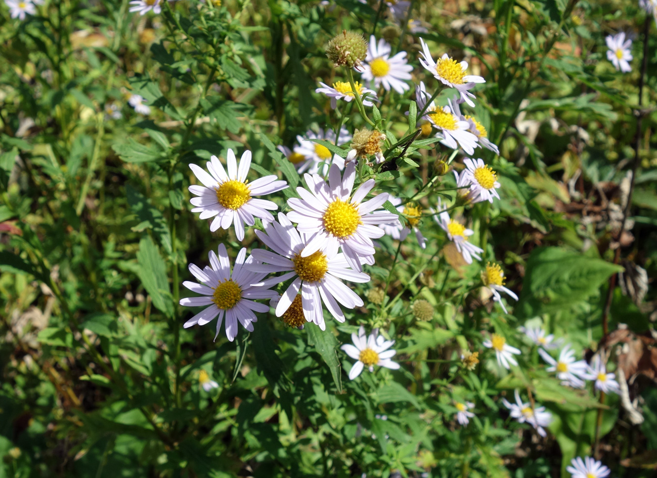 Изображение особи Aster ageratoides.