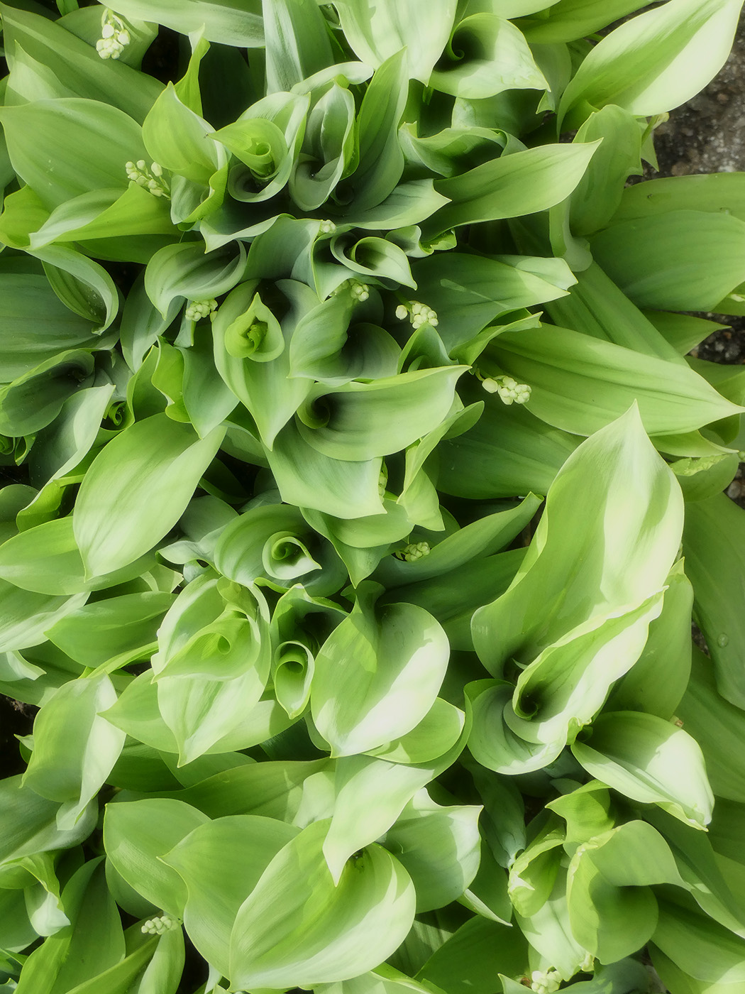 Image of Convallaria majalis specimen.