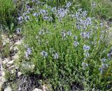 Nepeta narynensis