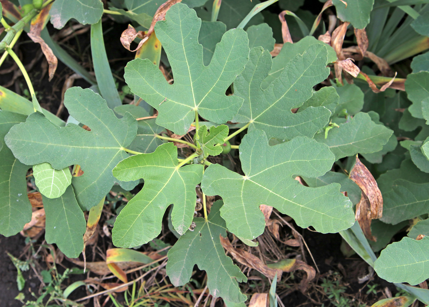 Image of Ficus carica specimen.