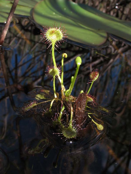 Image of Drosera rotundifolia specimen.