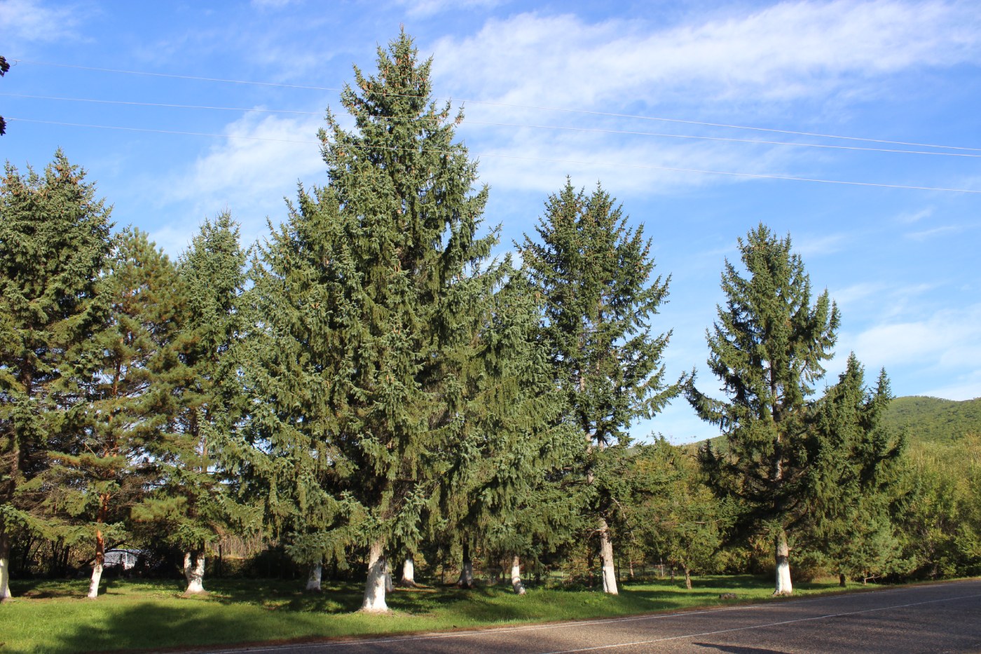 Изображение особи Picea koraiensis.
