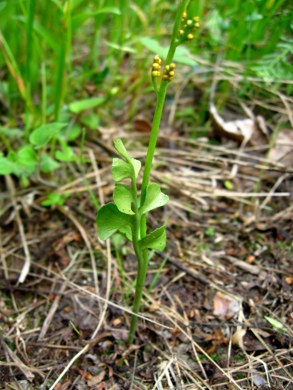 Изображение особи Botrychium lunaria.