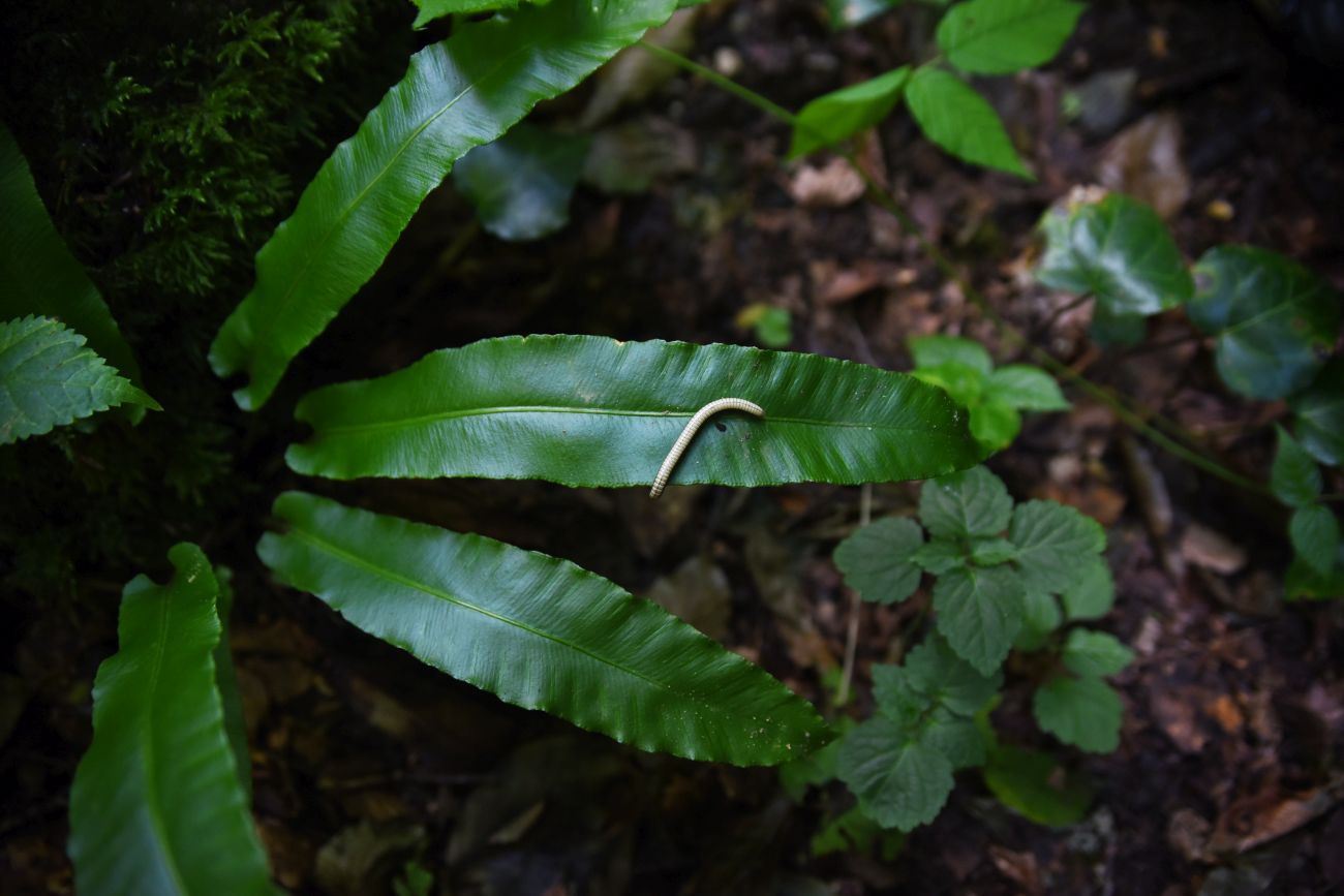 Image of Phyllitis scolopendrium specimen.