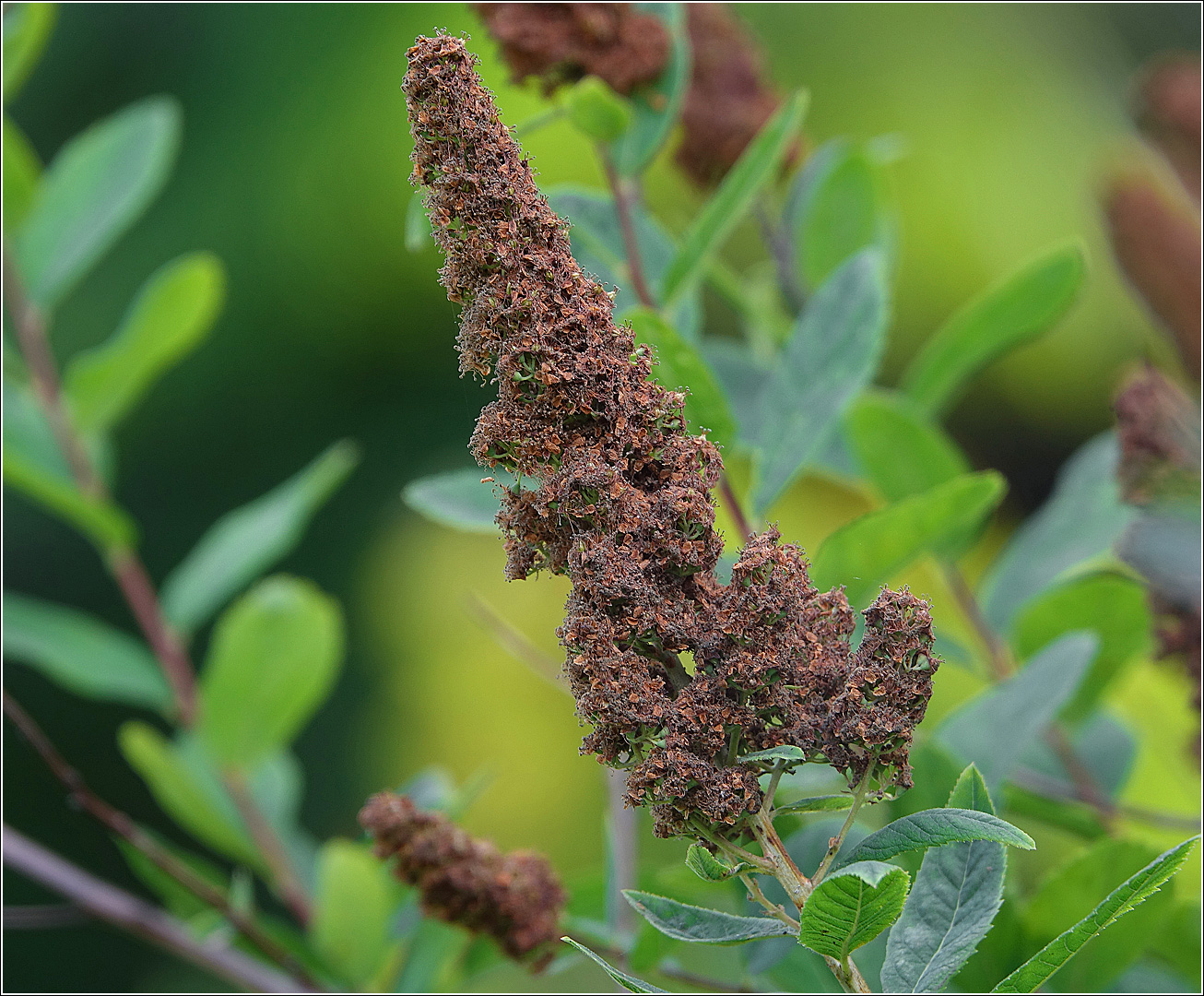 Image of Spiraea &times; billardii specimen.