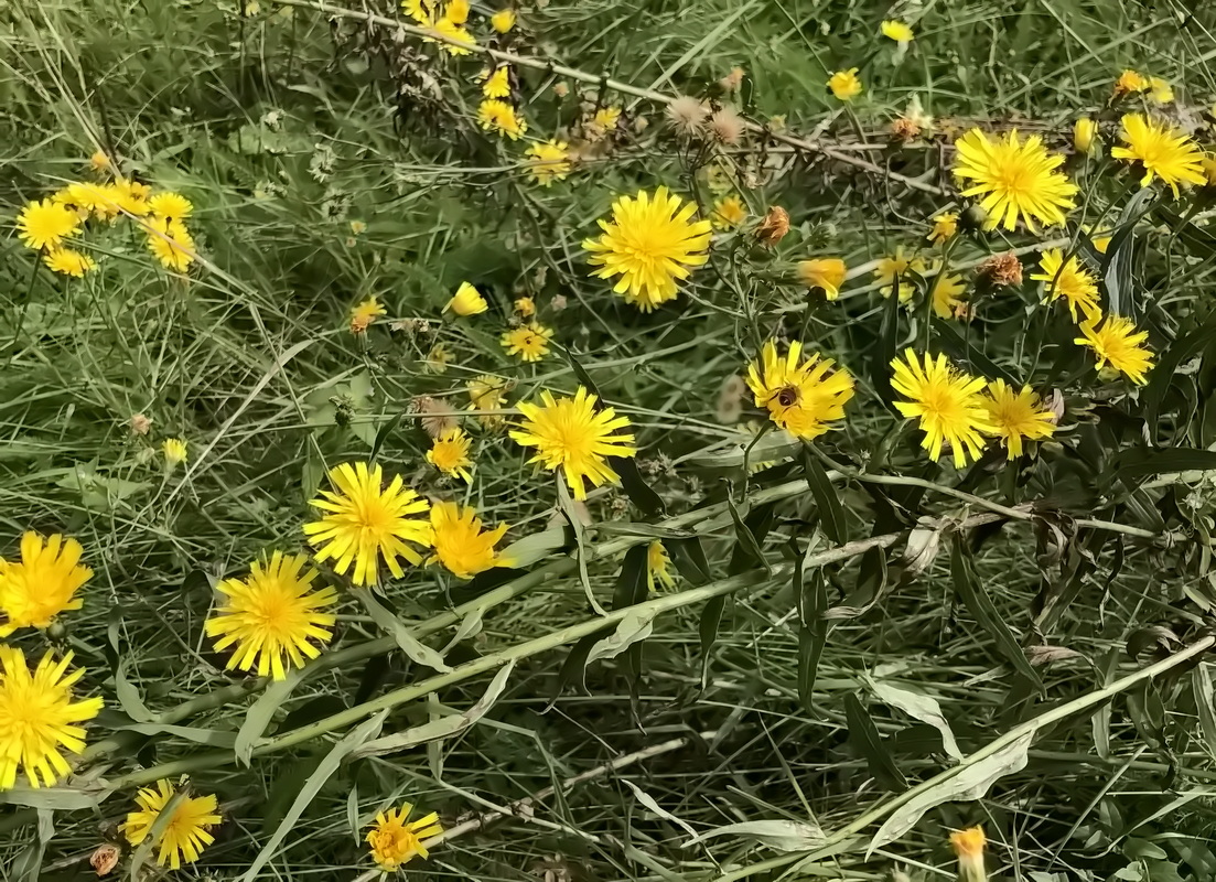 Изображение особи Hieracium umbellatum.