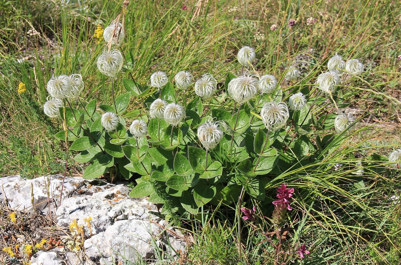 Image of Clematis integrifolia specimen.