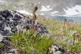 Campanula biebersteiniana. Плодоносящие растения. Карачаево-Черкесия, Урупский р-н, Кавказский биосферный заповедник, Имеретинские озёра, дол. оз. Буша, ≈ 2800 м н.у.м., альпийский луг. 27.07.2022.