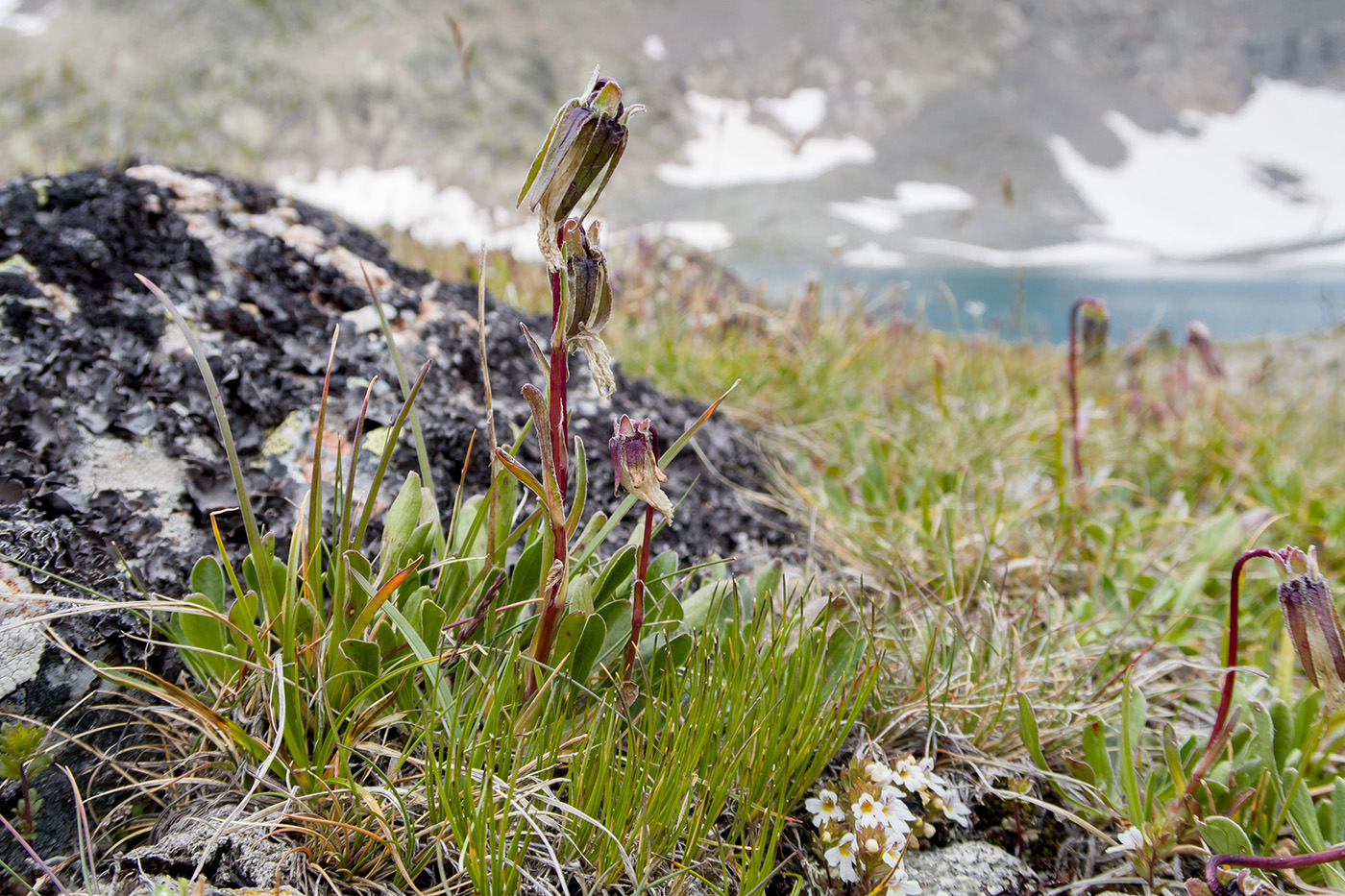 Image of Campanula biebersteiniana specimen.