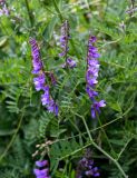 Vicia tenuifolia