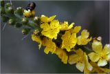 Agrimonia eupatoria подвид grandis. Часть соцветия с питающимся жуком. Воронежская обл., Павловский р-н, окр. села Петровка, Шипов лес. 18.06.2008.