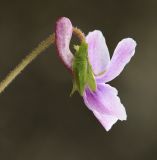 Image of taxon representative. Author is Вера Волкотруб