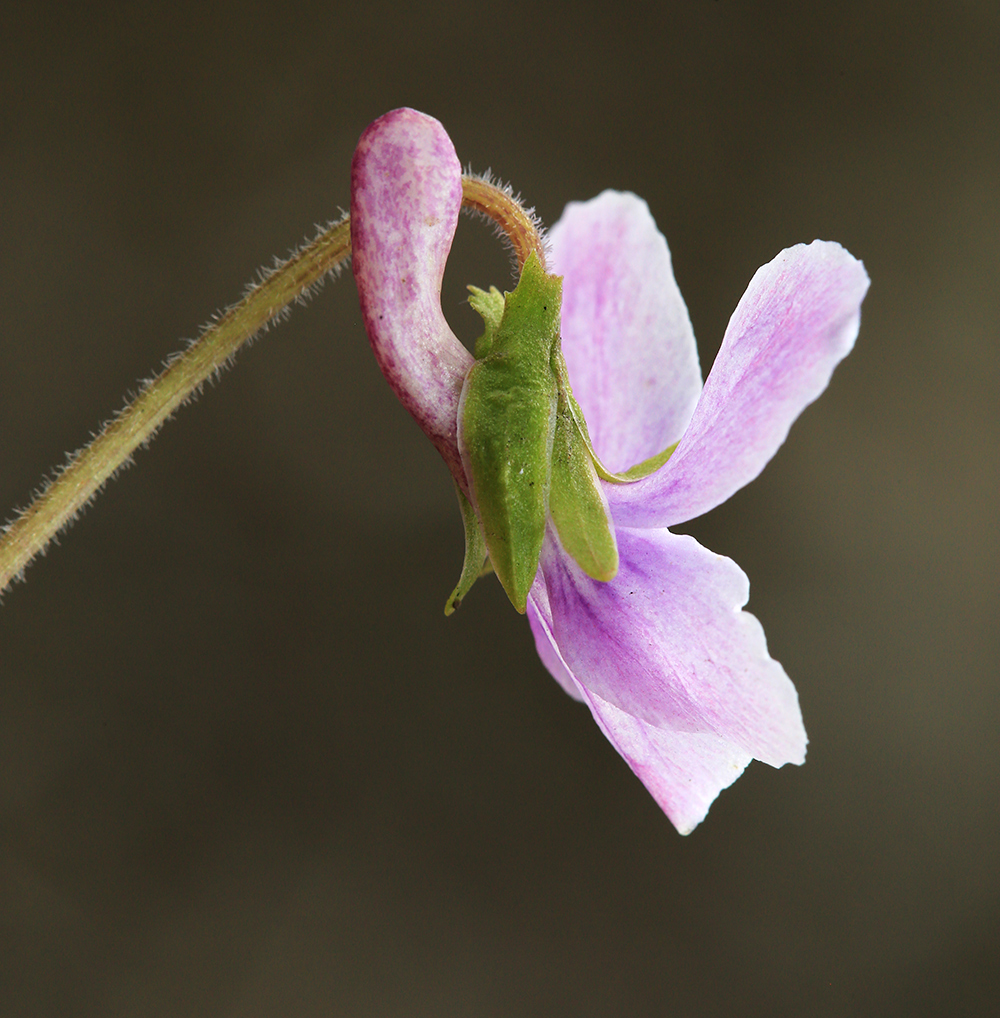 Изображение особи Viola prionantha.