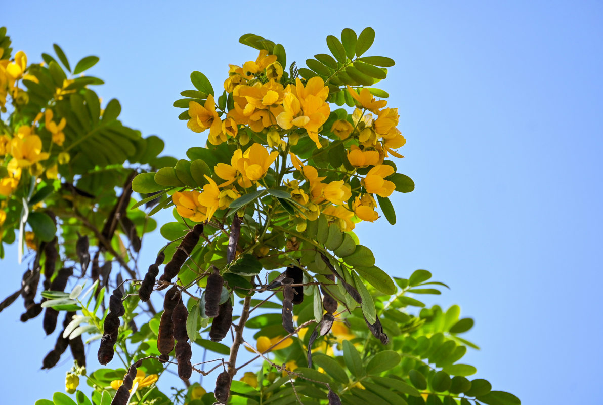 Изображение особи Senna surattensis.