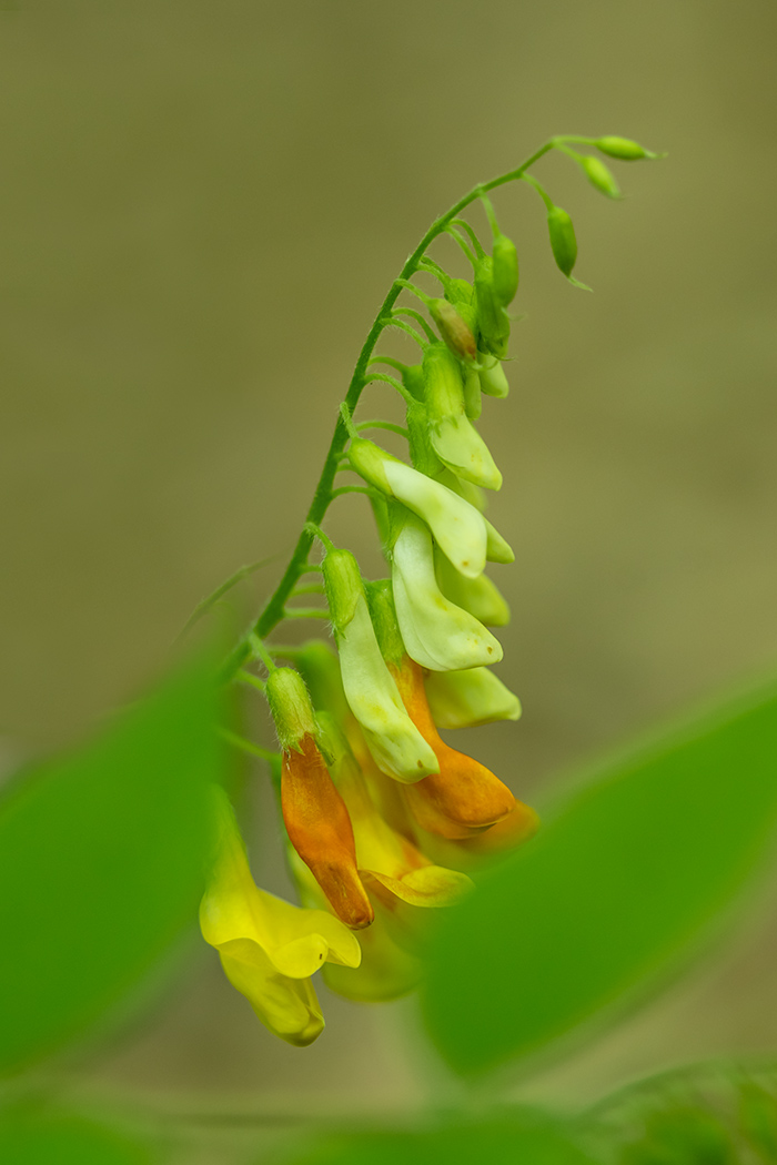 Image of Vicia crocea specimen.