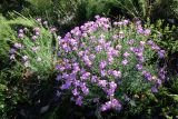 Linum olgae