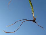 Carex pilosa