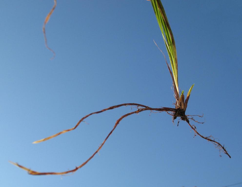 Изображение особи Carex pilosa.