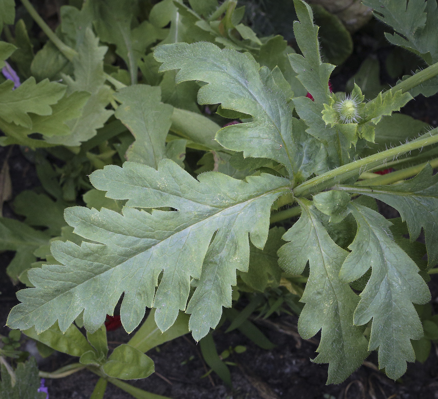 Image of genus Papaver specimen.