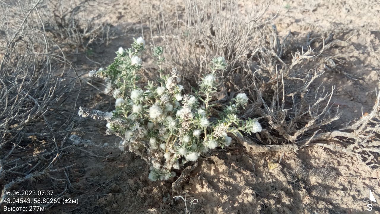 Image of Bassia prostrata specimen.