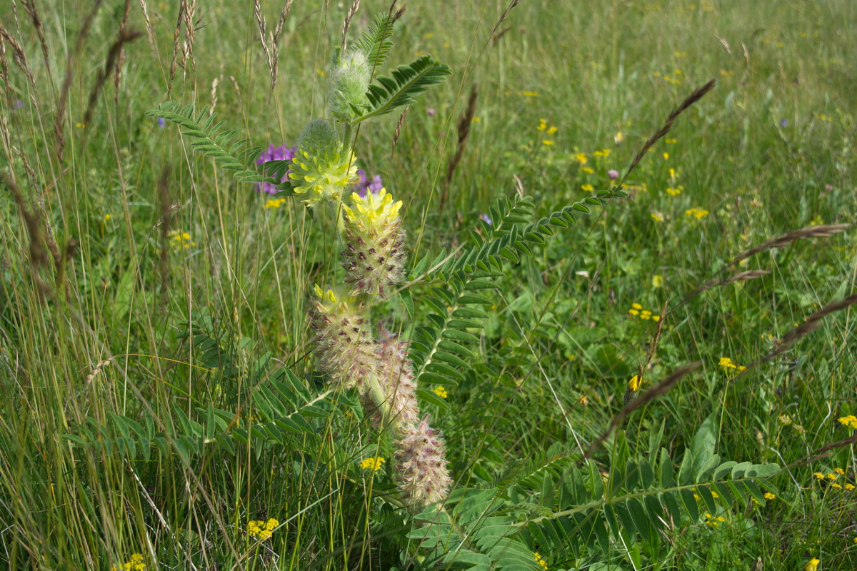 Image of Astragalus maximus specimen.