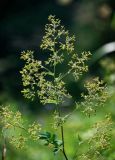 Thalictrum minus. Соплодие. Курильские о-ва, о-в Итуруп, долина р. Водопадная, луговой склон. 16.08.2023.