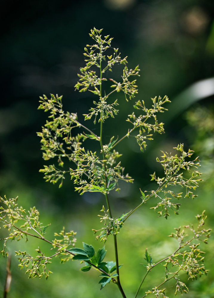 Image of Thalictrum minus specimen.