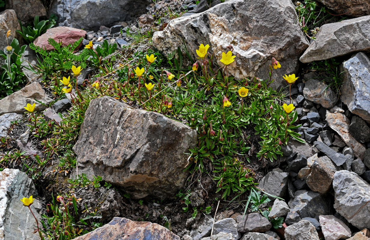 Image of Saxifraga hirculus specimen.