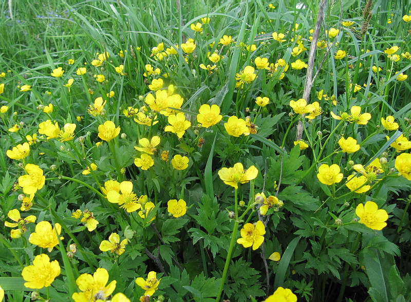 Image of Ranunculus repens specimen.